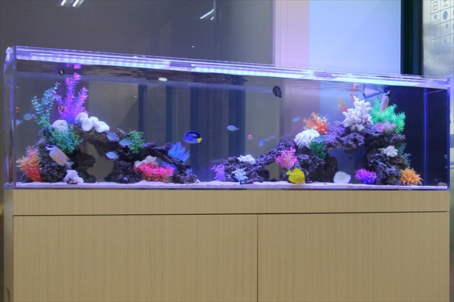 ファインディングニモ水槽！？｜群馬アクアガーデン