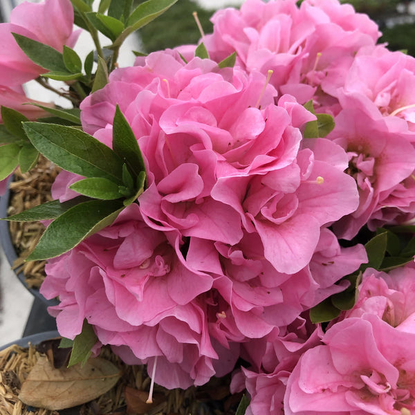 Perfecto Mundo® Double Pink Azalea (Rhododendron)