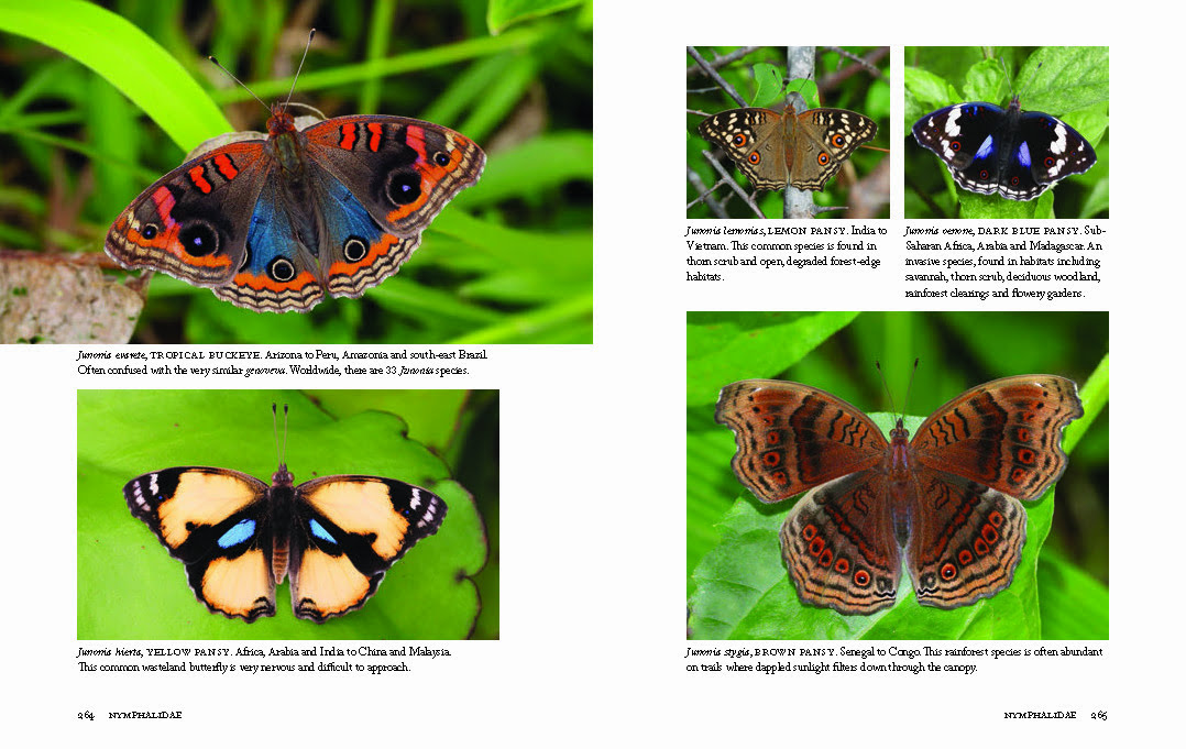 Book Review: '1,000 Butterflies' by Adrian Hoskins |