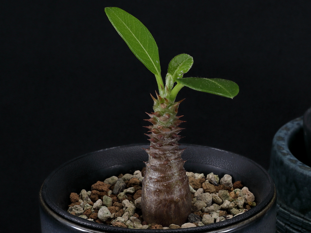 あなたの多肉植物みせてください！ 激レア塊根専門店主がおすすめの