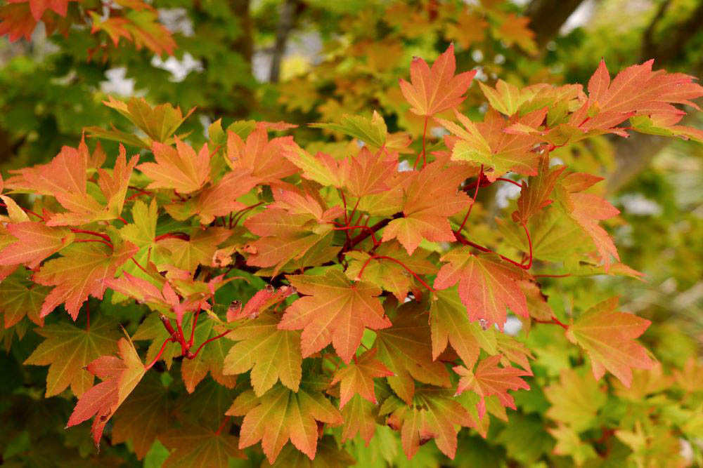 小さな庭でも育てやすい！ 華奢でモダンな庭木コハウチワカエデの剪定