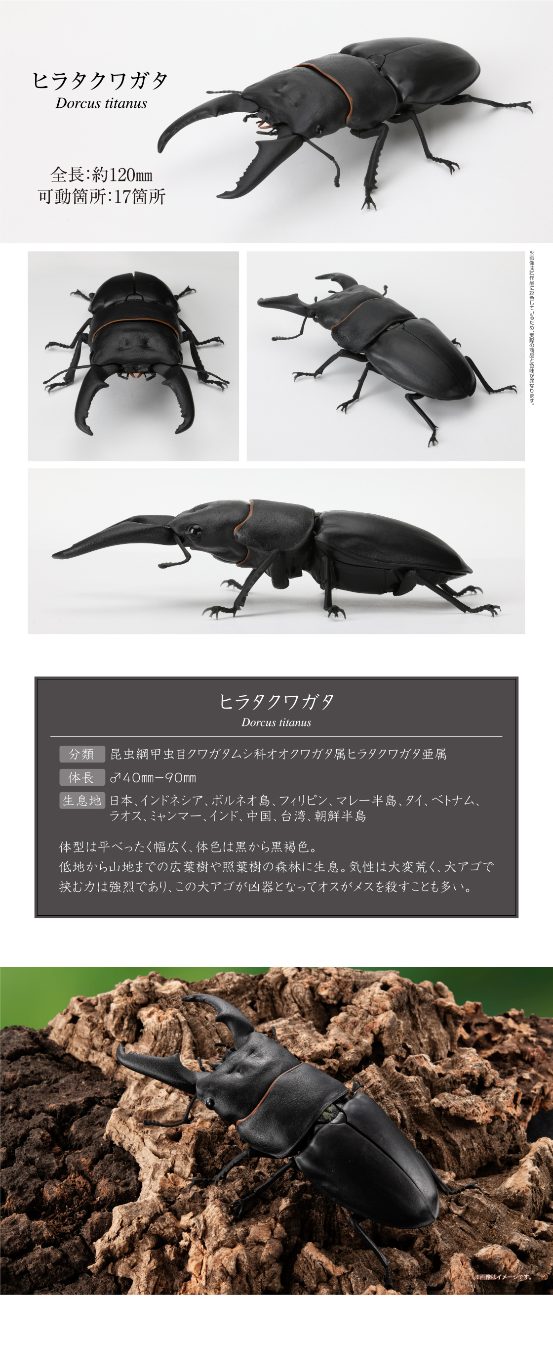 くわがた06｜いきもの大図鑑｜ガシャポンオフィシャルサイト