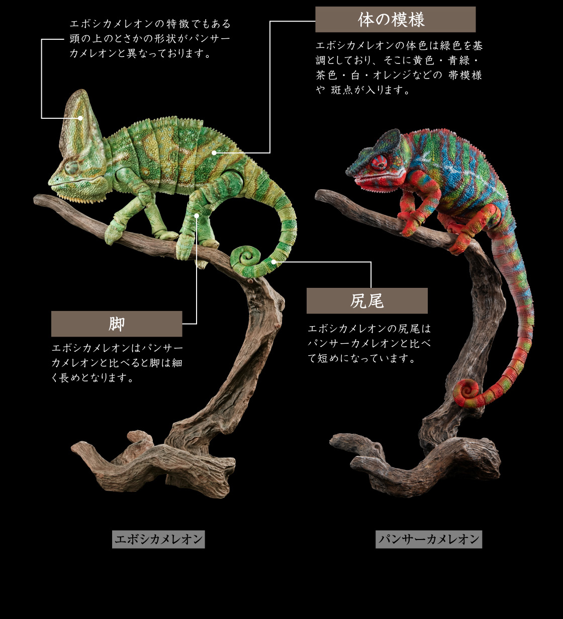 いきもの大図鑑プレミアム エボシカメレオン｜いきもの大図鑑