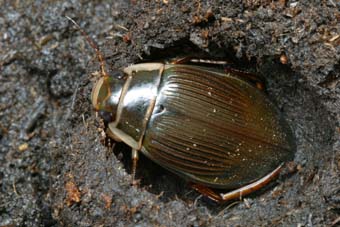 エゾゲンゴロウモドキの飼育繁殖
