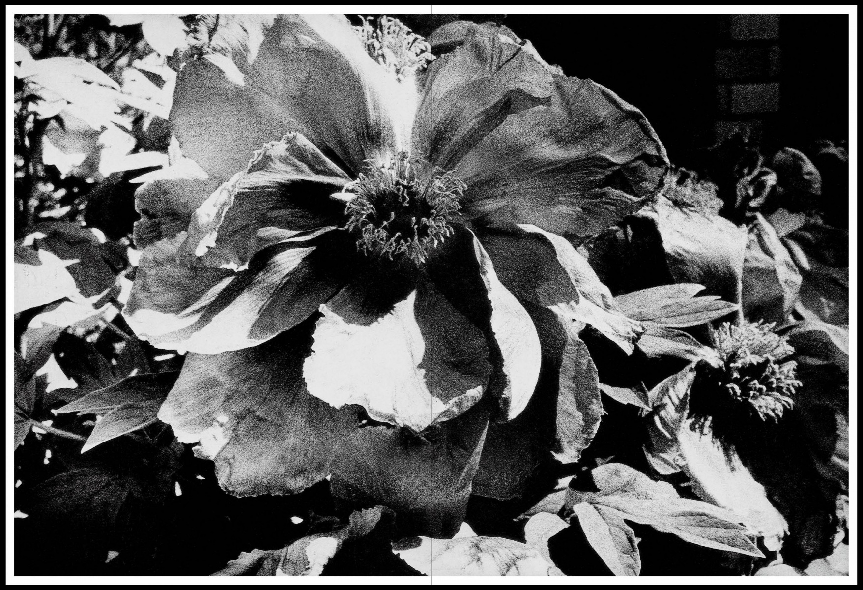 光と影 』森山大道 | 月曜社 / GETSUYOSHA LIMITED