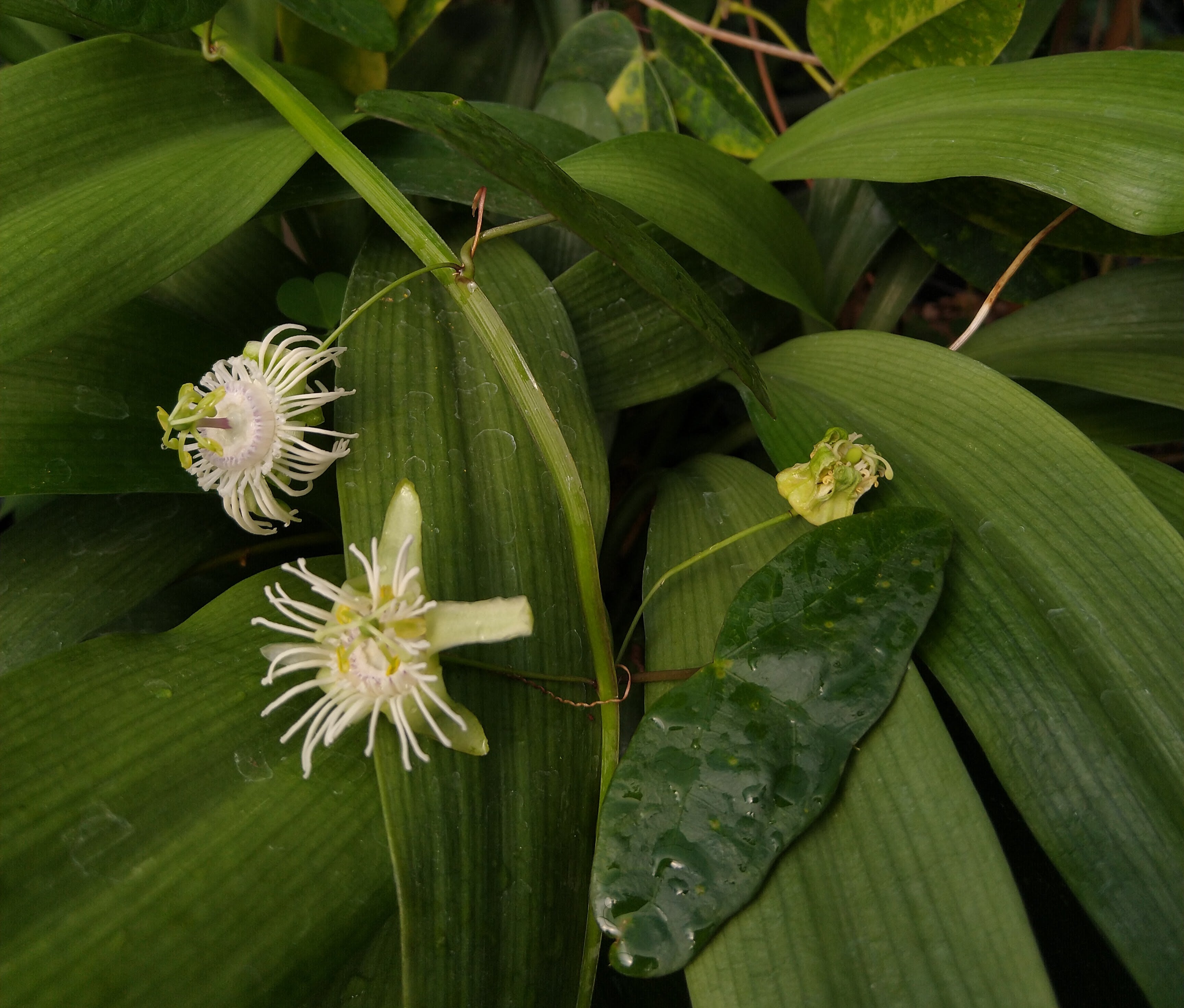 Passiflora saxicola (formerly sold as P. misera) 4