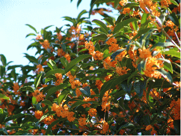 GKZ植物事典・團伊玖磨植物事典・キンモクセイ（金木犀）