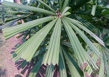 GKZ植物事典・リクアラ・スピノーサ