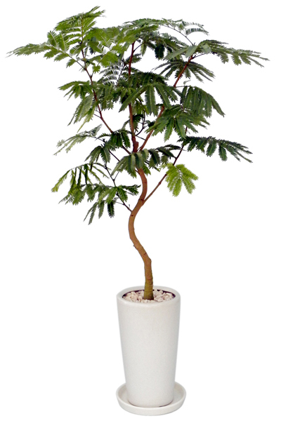 観葉植物 エバーフレッシュ 8号鉢（陶器）｜法人ギフトなら花秘書