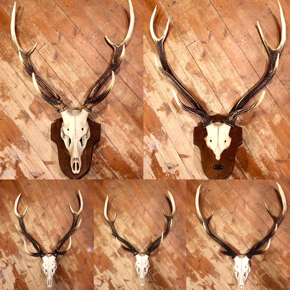 北海道の大自然を暮らしに添える珠玉の蝦夷鹿クラフト「DEER HORN