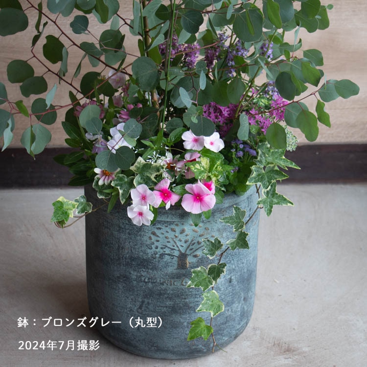 ユーカリ”ポポラス”の 花うるる 寄せ植え[ラグジュアリーコンテナ L]高