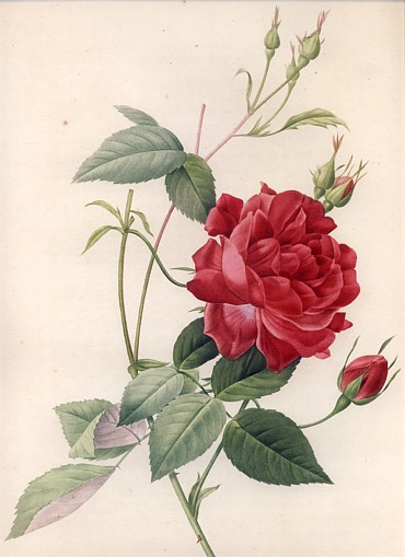 ルドゥーテ「貴族の赤いバラ」大