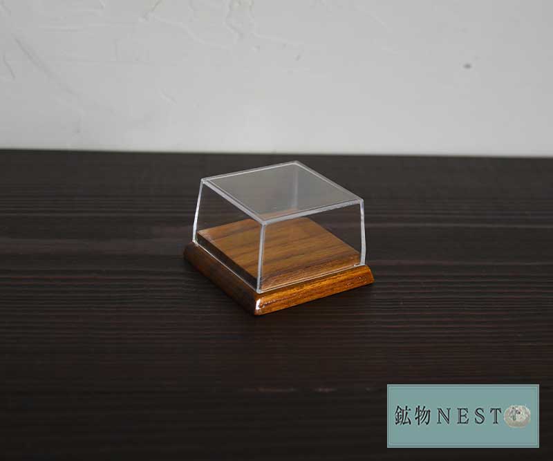 ウミグモ 深海生物樹脂封入標本 LEDライト付き 木製ケース ウミグモ