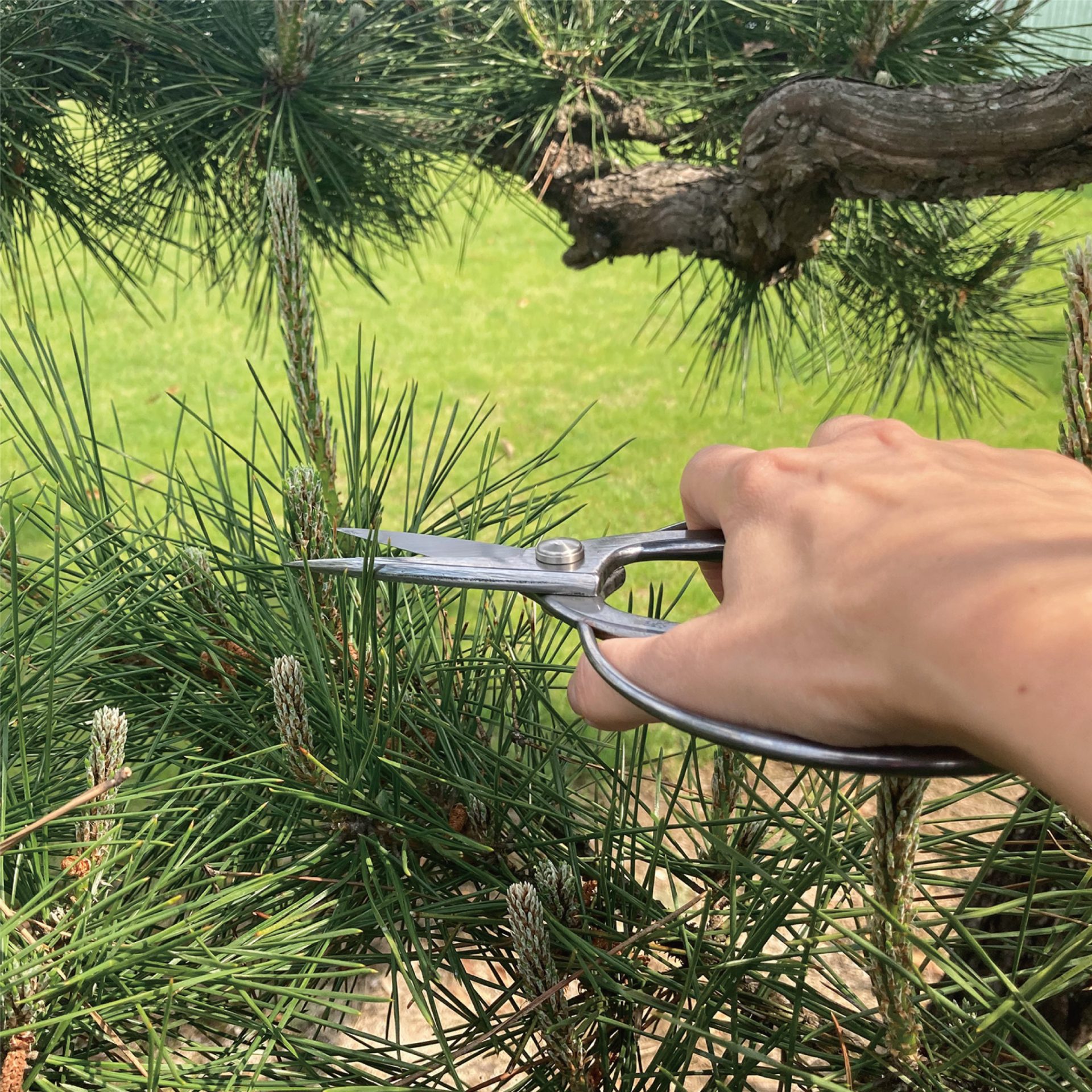 3525 - キンボシ株式会社