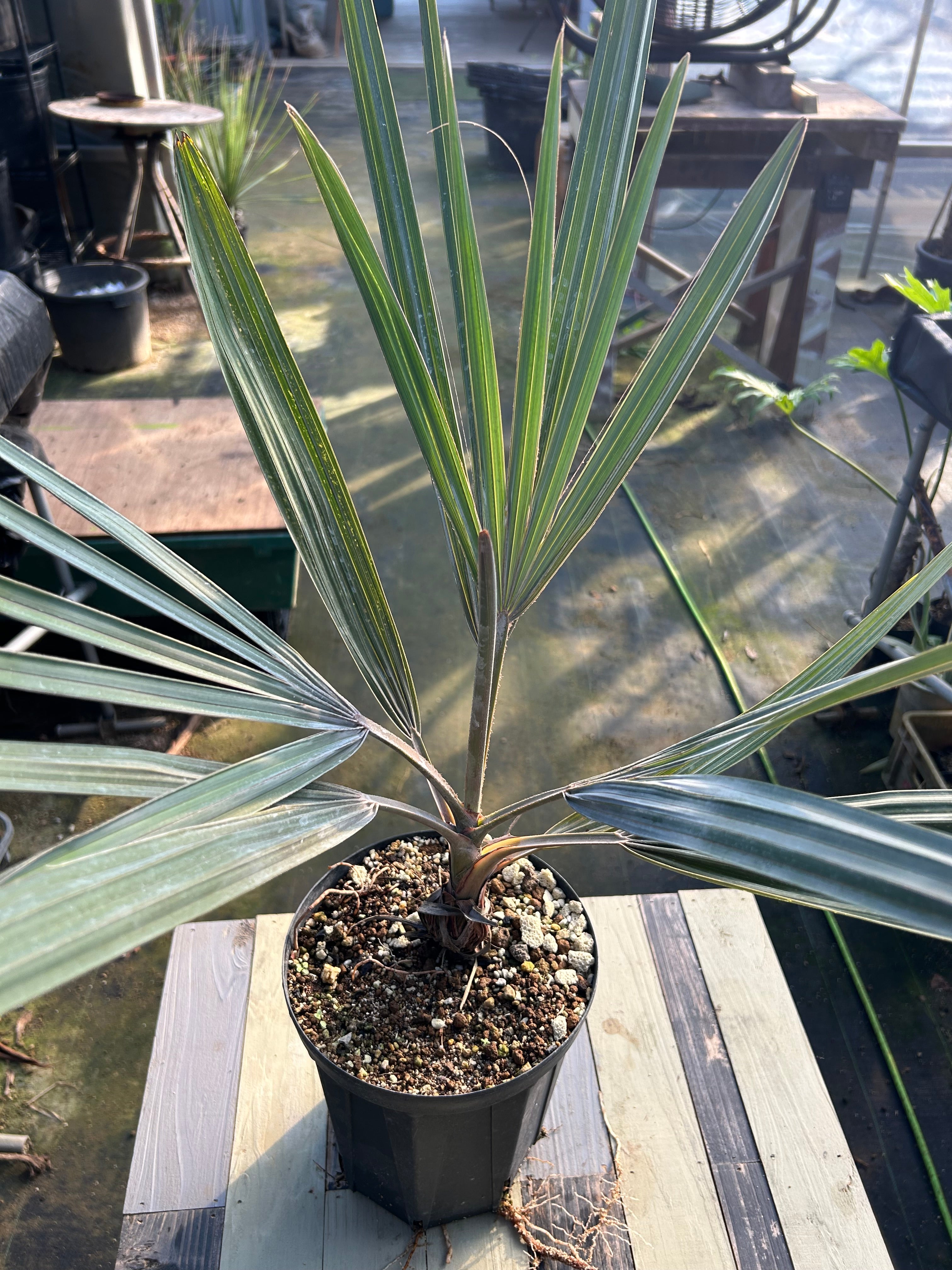 BS-1￼ビスマルキア ノビリス シルバー – GOLDEN CAMPOS OKINAWA