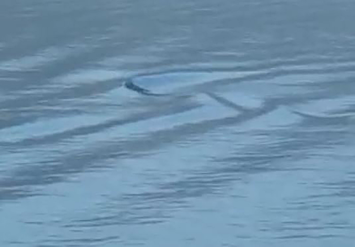 Ogopogo, a fish or a reflection? Video on Okanagan Lake shows