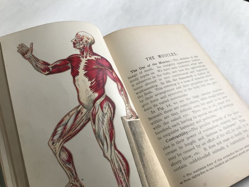 アンティーク医学書 海外古書