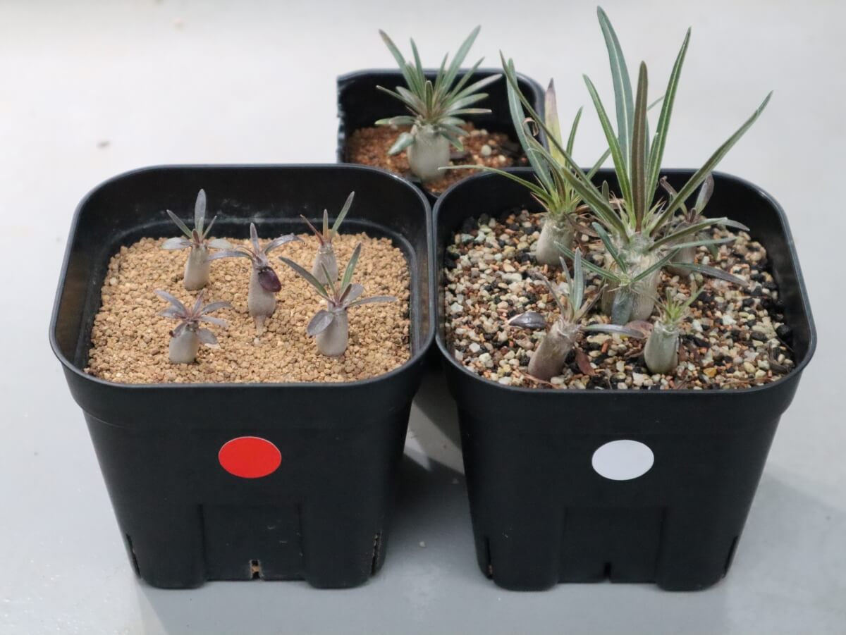 グラキリス実生記録（2022年6月播種）【3ヶ月経過】 | グラキリス育成手帳