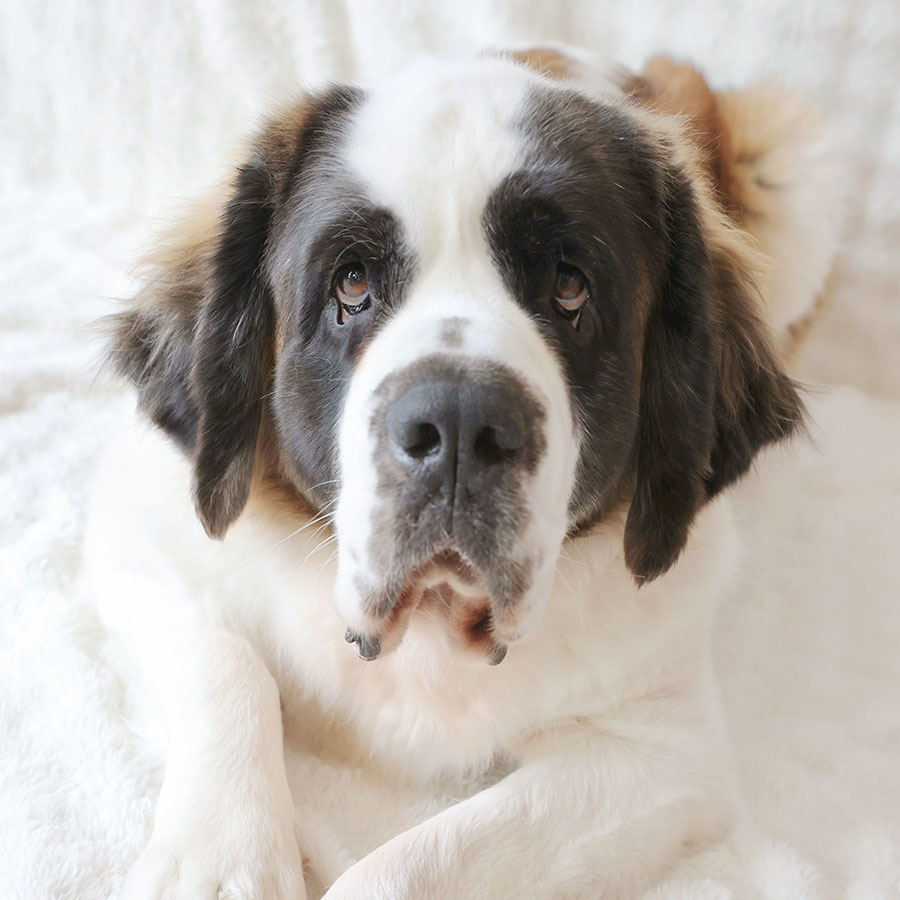 ワンズ紹介 - 大型犬カフェ GRAND MOU《ぐらんむー》 | 千葉県木更津市