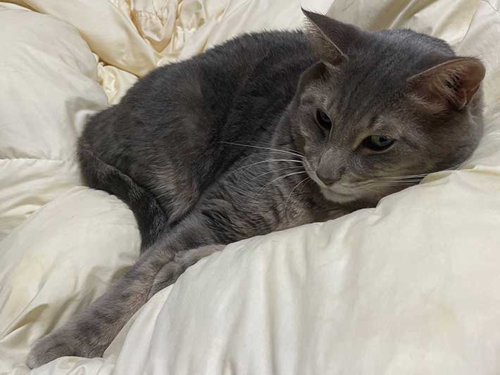 あなたは分かる？ 猫の模様、よーく見ると… 「すげー！」「珍しい