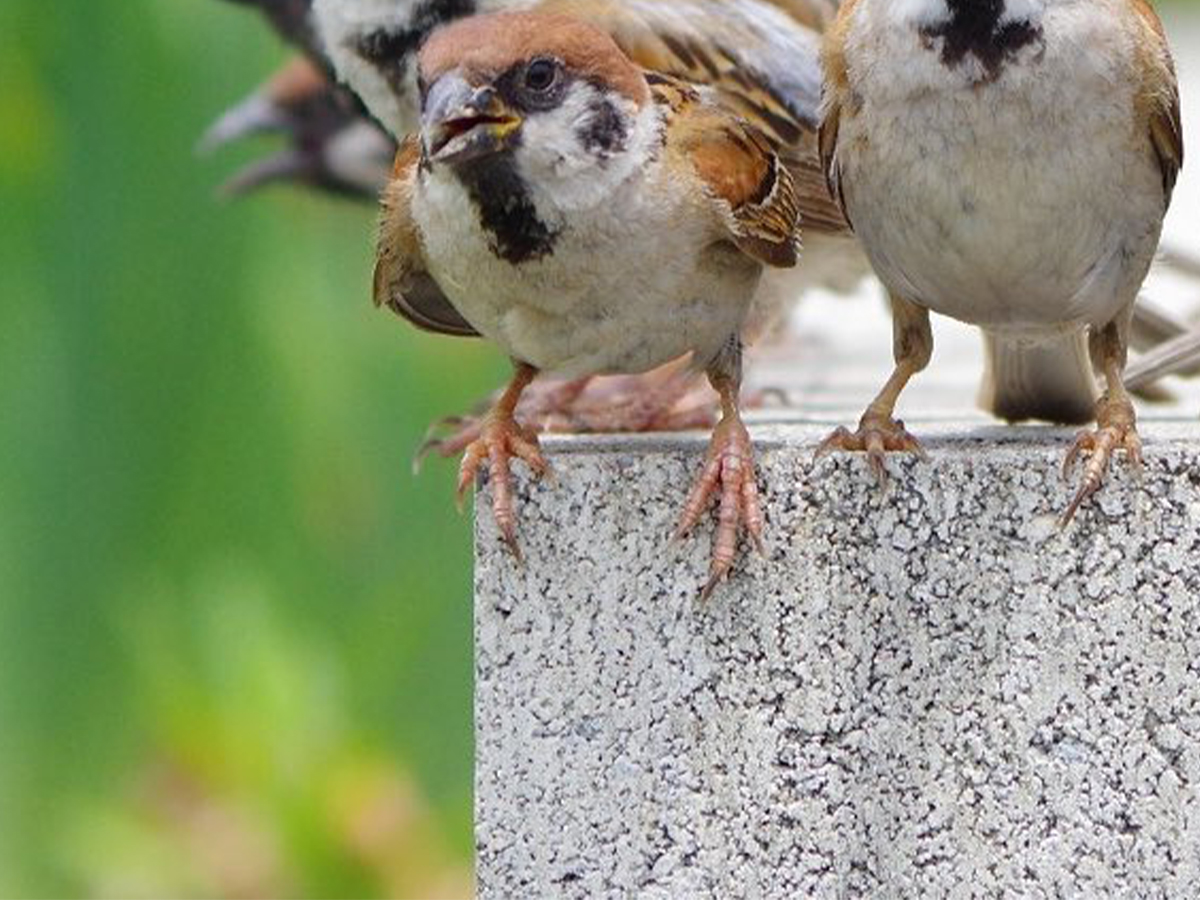 野鳥界の『EXILE』？ スズメ10羽をとらえた1枚に「豪華すぎる