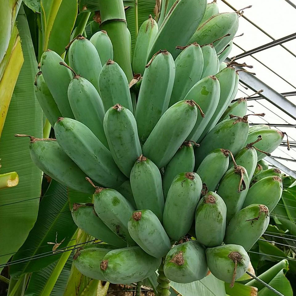 アイスクリームバナナ苗 - ちたフルーツビレッジ｜萬秀フルーツ