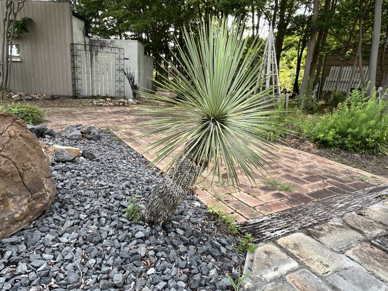 乾燥に強い人気植物をロックガーデンに！ ユッカ・ロストラータ ｜ 外