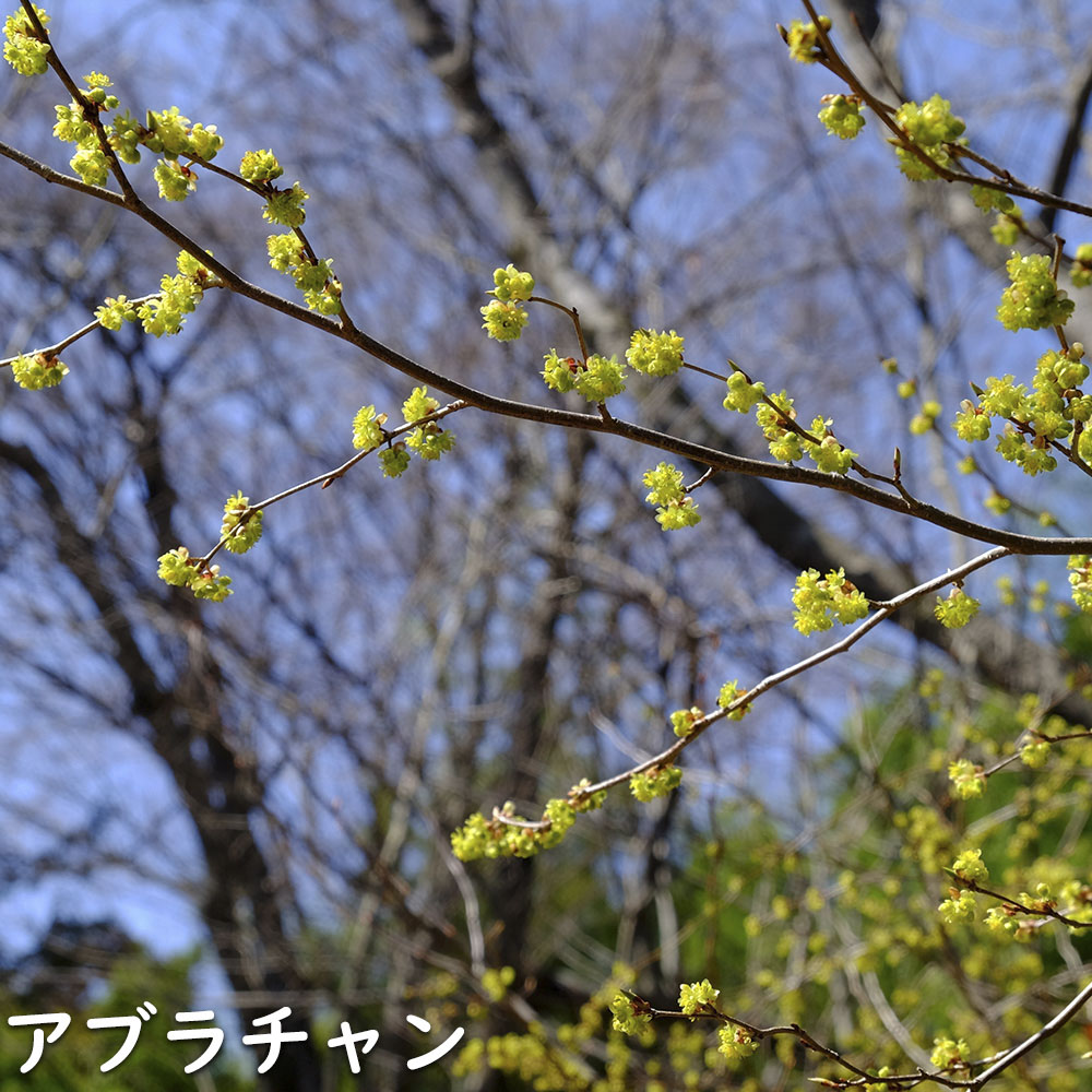 アブラチャン 苗木 販売 トオヤマグリーン