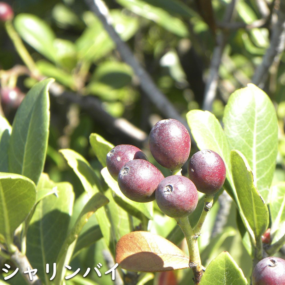 シャリンバイ 苗 販売 トオヤマグリーン