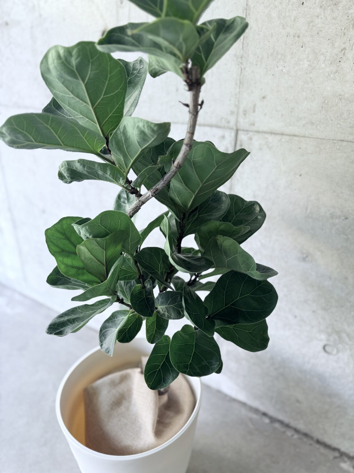 フィカス・リラータ（バンビーノ、カシワバゴム）の育て方と魅力