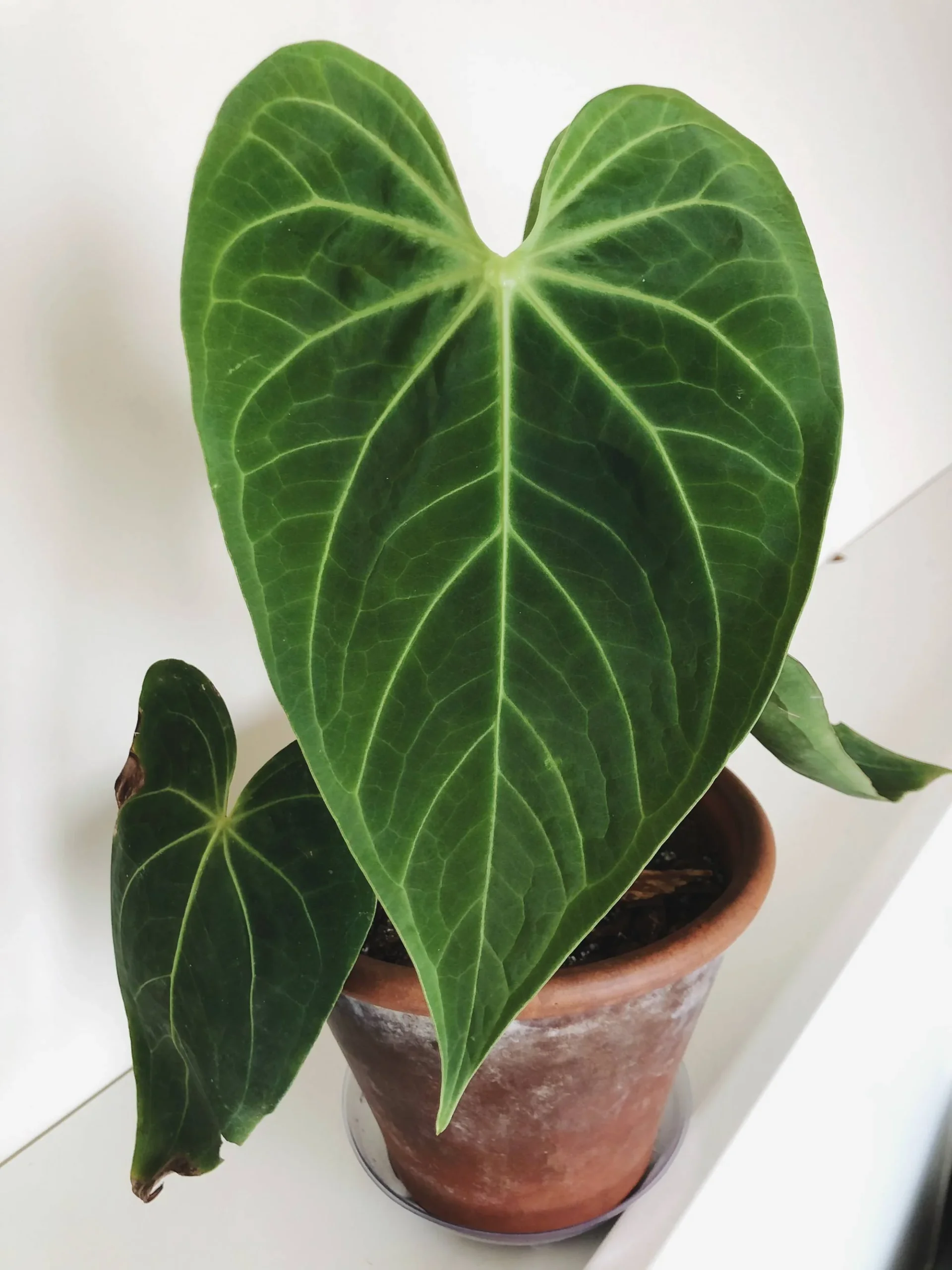 Explore Anthurium Papillilaminum Hybrid - Rare & Exquisite