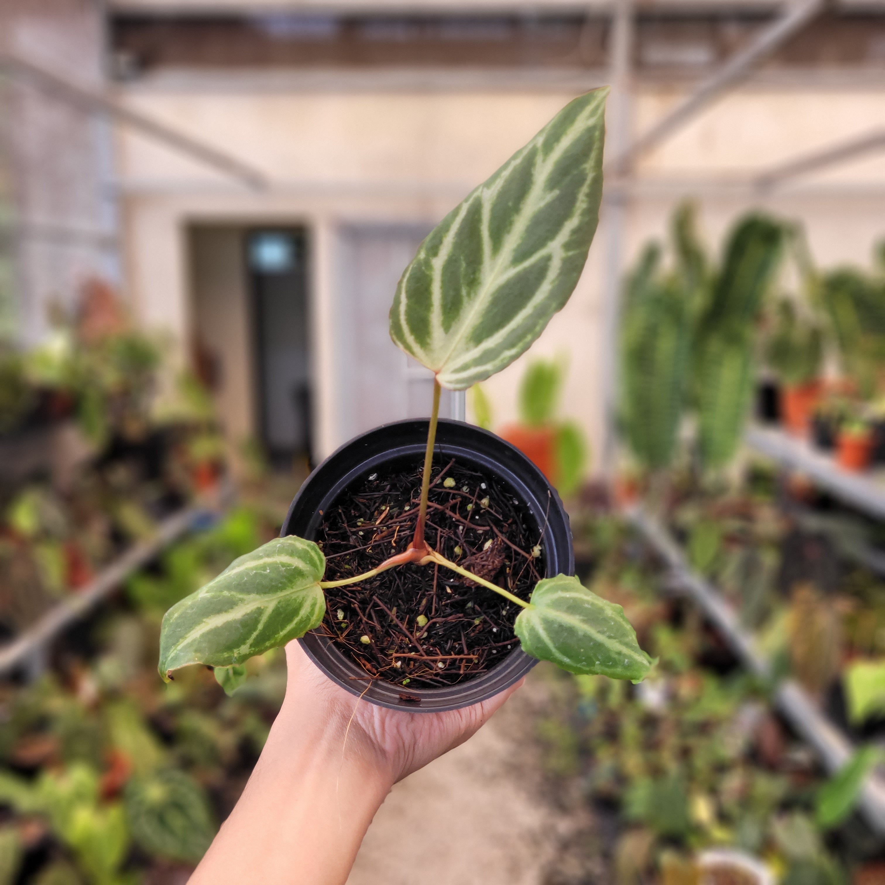 Anthurium Silver Tiger x (KOS x RC) – Greenspaces.id