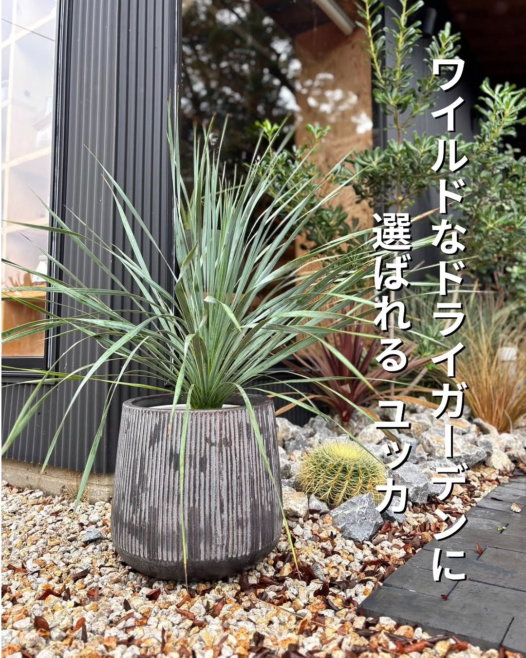 ドライガーデンに選ばれる ユッカ - グリーンプロデュース～暮らしに緑