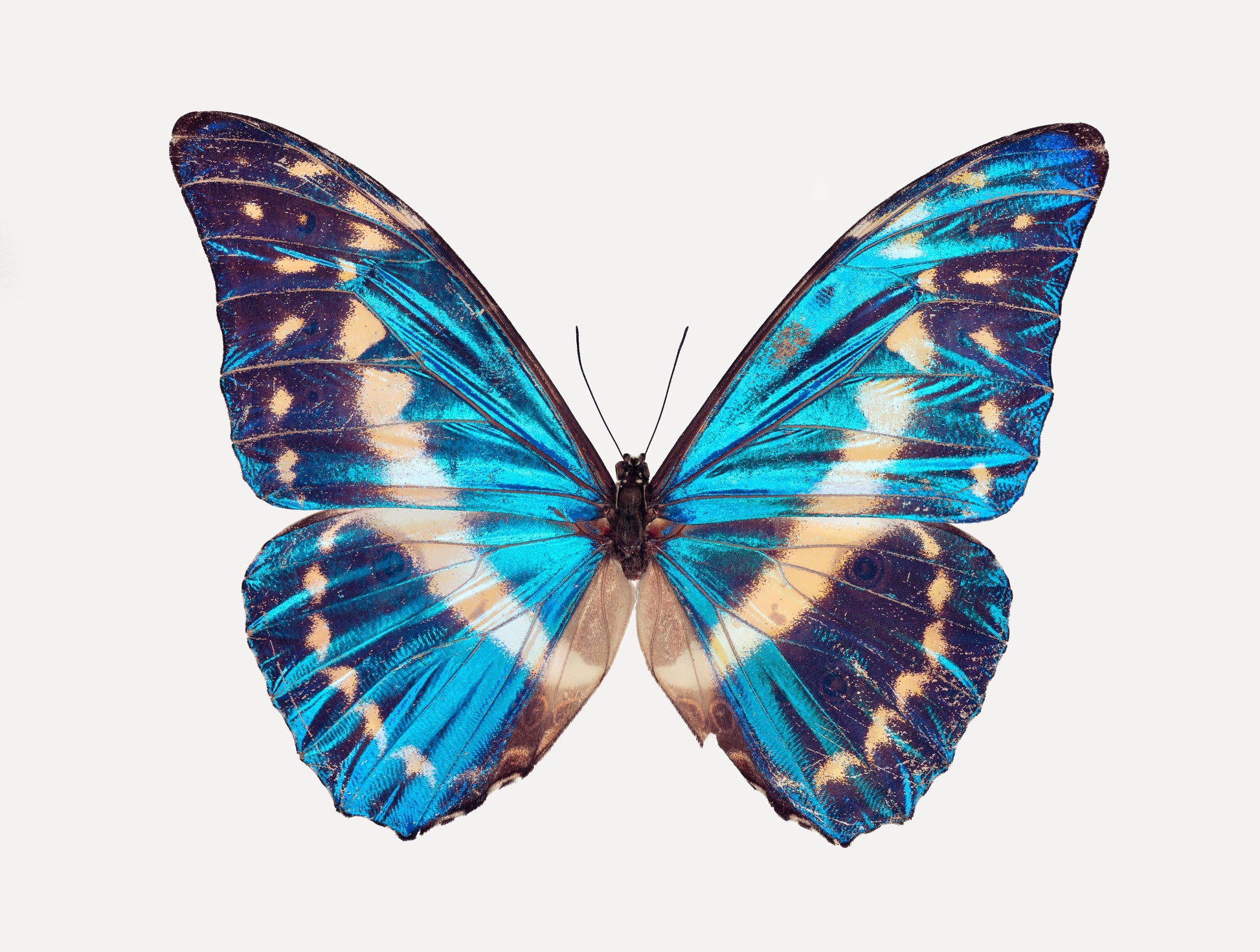 Cobalt Morpho (Morpho Cypris) | Guimuse Butterfly Prints 🦋