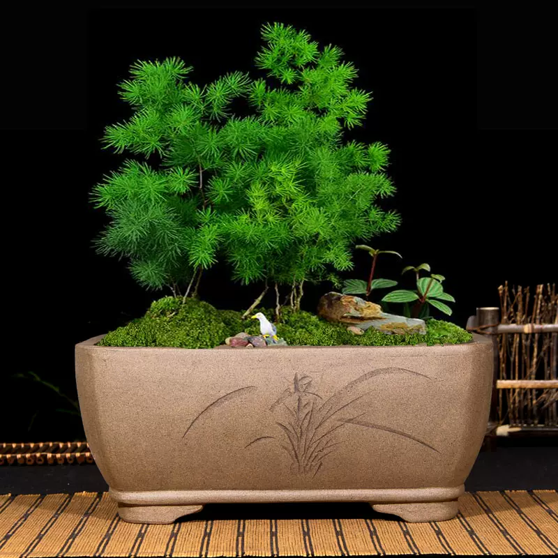 四方植木鉢 盆栽鉢 植木鉢 小品盆栽鉢 大品盆栽鉢 四方植木鉢 紫砂の鉢