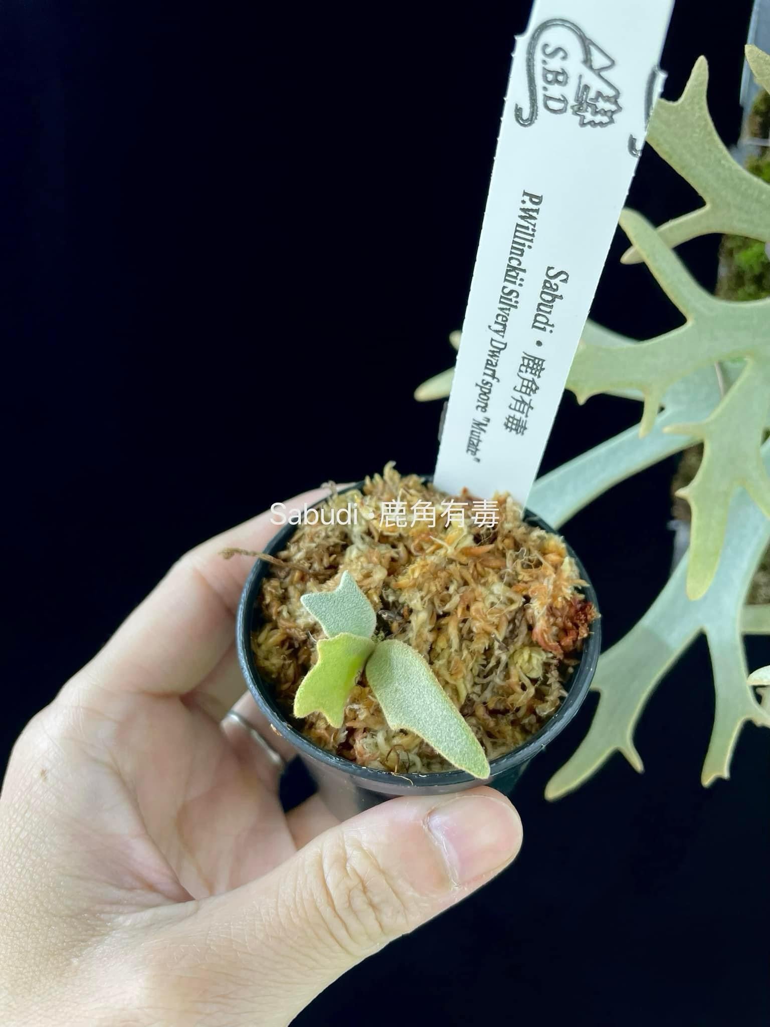 P. Willinckii Dwarf Spore Mutate | Rare Collectible – HCorchids