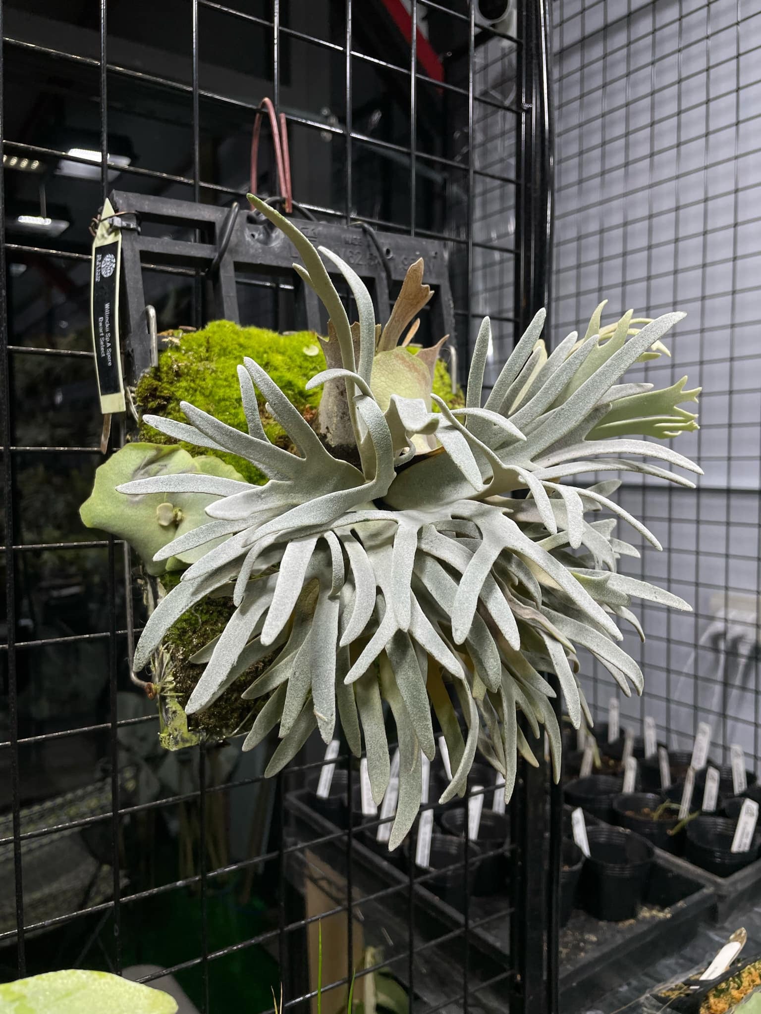 P. Willinckii Spore Dwarf Select - Rare Platycerium – HCorchids