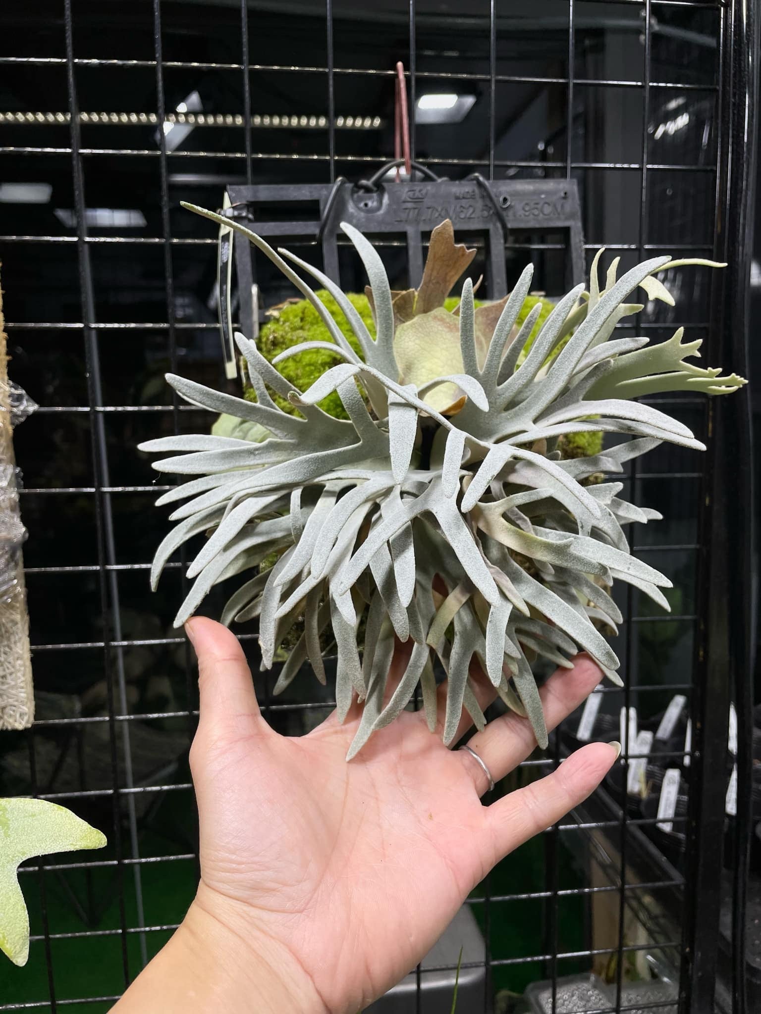 P. Willinckii Spore Dwarf Select - Rare Platycerium – HCorchids