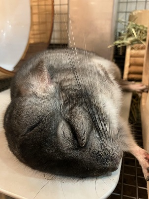 チンチラのクーラーその2 ペットのクーラー公式サイト