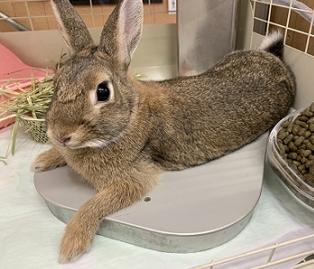 ペットのクーラー公式サイト