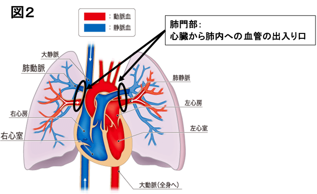 呼吸器外科 | 診療科・センター | 診療科・部門 | 浜の町病院