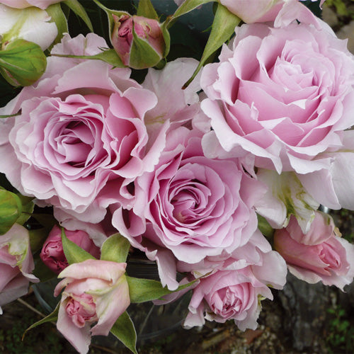 ローズ・アントワネット – はなはなショップ