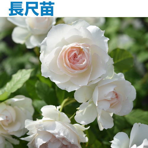 ホワイト – はなはなショップ