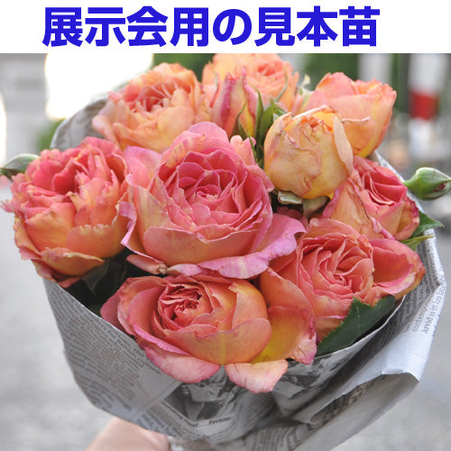 展示会用の見本苗 – はなはなショップ