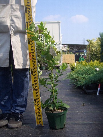 シャープブルー サザンハイブッシュ系 ブルーベリー 苗 通販 苗木部