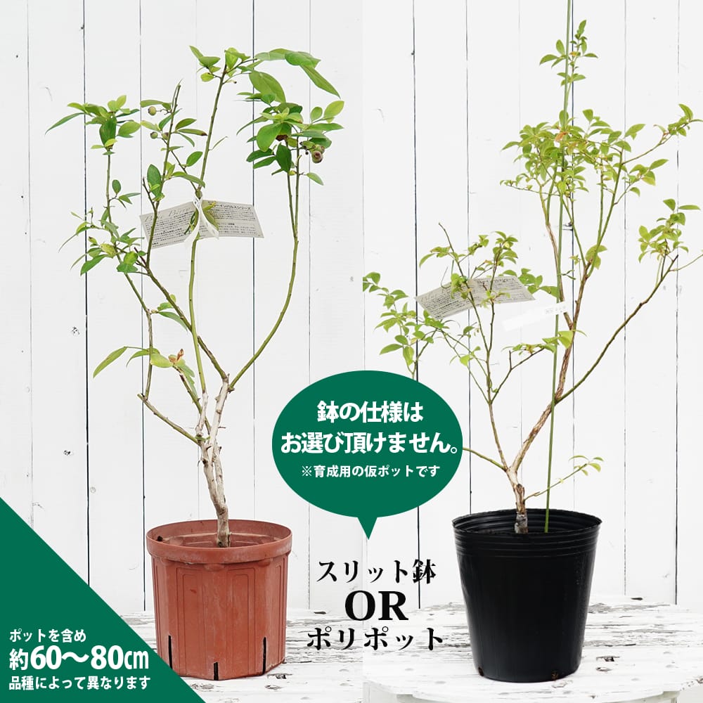 ブルーベリー サザンハイブッシュ系 オニール 苗 おすすめ 苗木部