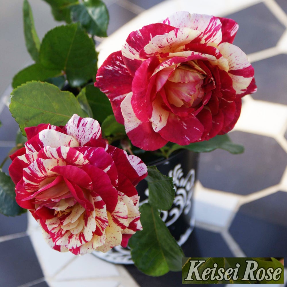 バラ トイ トイ トイ！ FL フロリバンダ 苗 販売 苗木部 By 花ひろば