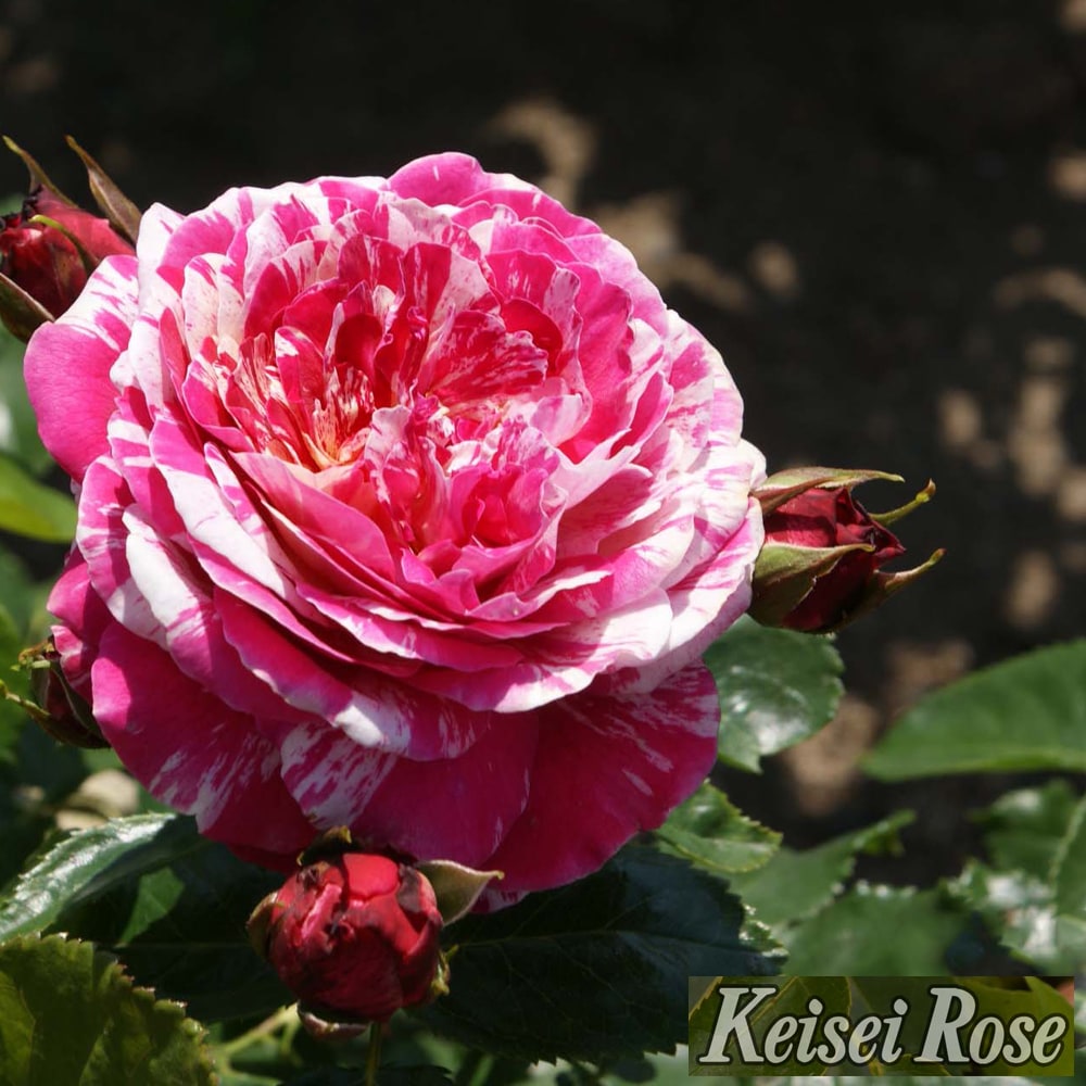 バラ トイ トイ トイ！ FL フロリバンダ 苗 販売 苗木部 By 花ひろば