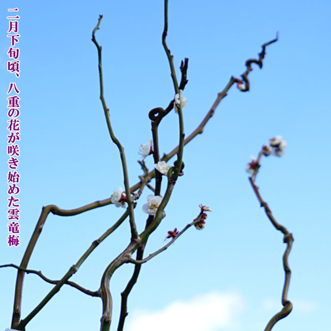 ウメ 雲竜梅 花梅 青軸性 苗 販売 苗木部 By 花ひろばオンライン