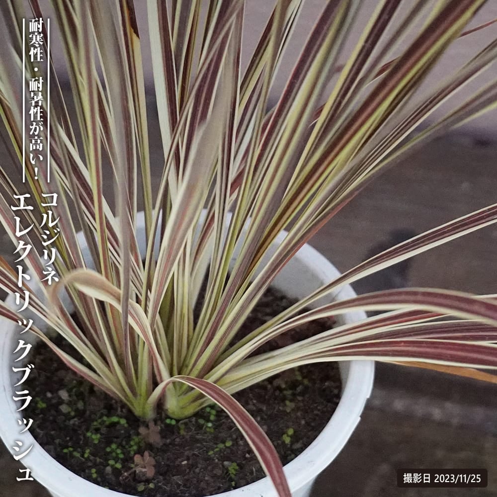 タイサンボク リトルジェム 苗 販売 苗木部 By 花ひろばオンライン